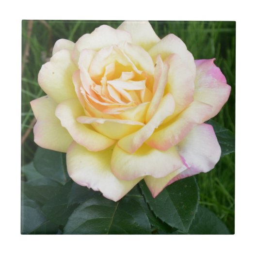 平和は上がりました タイル (正面)