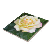 平和は上がりました タイル (側面)