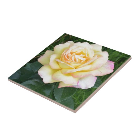 平和は上がりました タイル (側面)