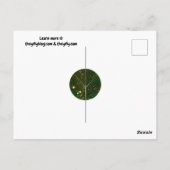 平和を回復させる ポストカード (裏面)