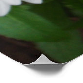 平和デイジープリント ポスター (角)