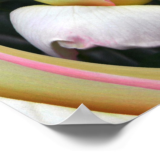 平和バラ愛….. ポスター (角)