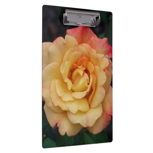 平和バラ美しいピンクと黄色のフローラ クリップボード (右)