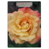 平和バラ美しいピンクと黄色のフローラ クリップボード (正面)