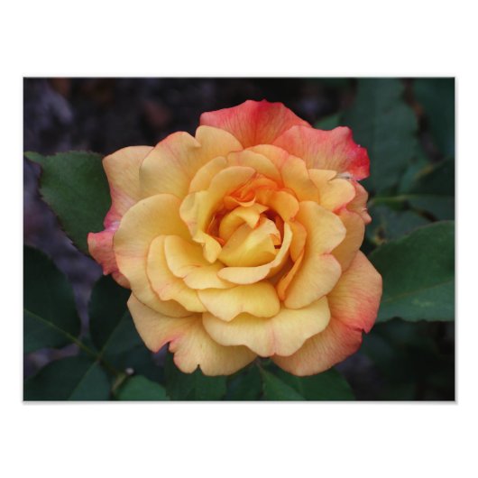 平和バラ美しいピンクと黄色のフローラ フォトプリント            (正面)