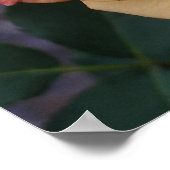 平和バラ美しいピンクと黄色のフローラ ポスター (角)