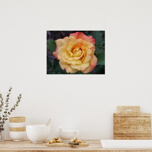 平和バラ美しいピンクと黄色のフローラ ポスター (キッチン)
