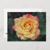 平和バラ美しいピンクと黄色のフローラ ポストカード (正面/裏面)