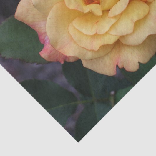 平和バラ美しいピンクと黄色のフローラ 薄葉紙 (詳細)