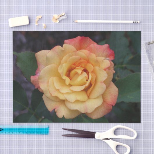 平和バラ美しいピンクと黄色のフローラ 薄葉紙 (クラフト)