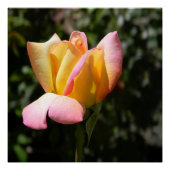 平和バラ... ポスター (正面)