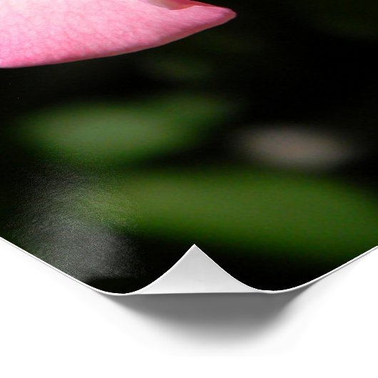 平和バラ... ポスター (コーナー)