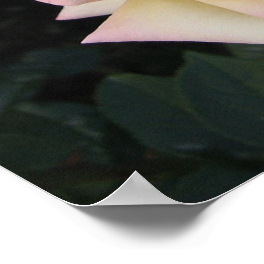 平和バラ ポスター (角)