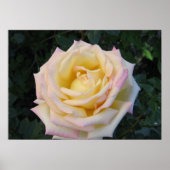 平和バラ ポスター (正面)