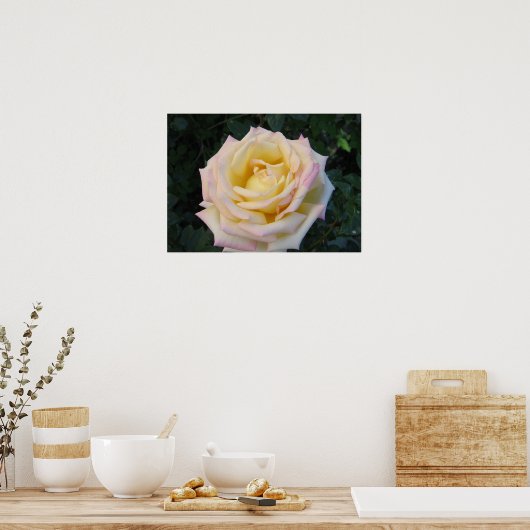 平和バラ ポスター (キッチン)