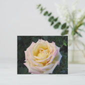 平和バラ ポストカード (スタンド正面)