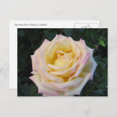 平和バラ ポストカード (正面/裏面)