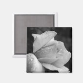 平和バラ マグネット (正面/裏面)