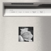 平和バラ マグネット (インサイチュ (食洗機))