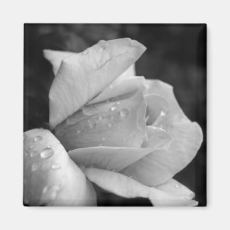 平和バラ マグネット