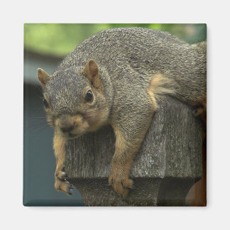 平和王国エレノア女王 マグネット