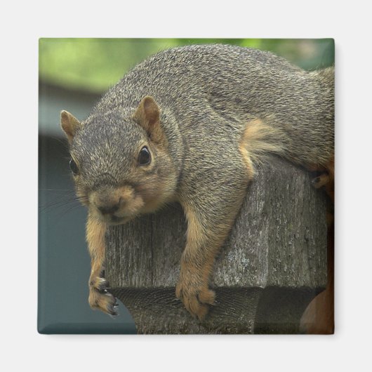 平和王国エレノア女王 マグネット (正面)