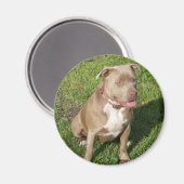 平和的ピットブル マグネット (正面/裏面)