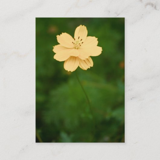 平和的調和ミニプリント 名刺 (正面)