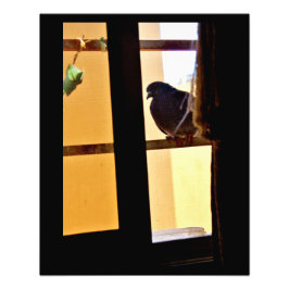 平穏な鳩 フォトプリント           