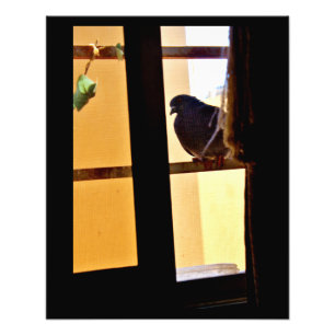 平穏な鳩 フォトプリント