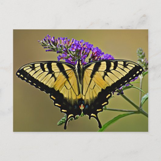 平衡 ポストカード (正面)