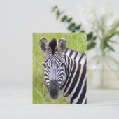 平野のシマウマ、Hluhluwe-Umfoloziのゲームのポートレート ポストカード (スタンド正面)