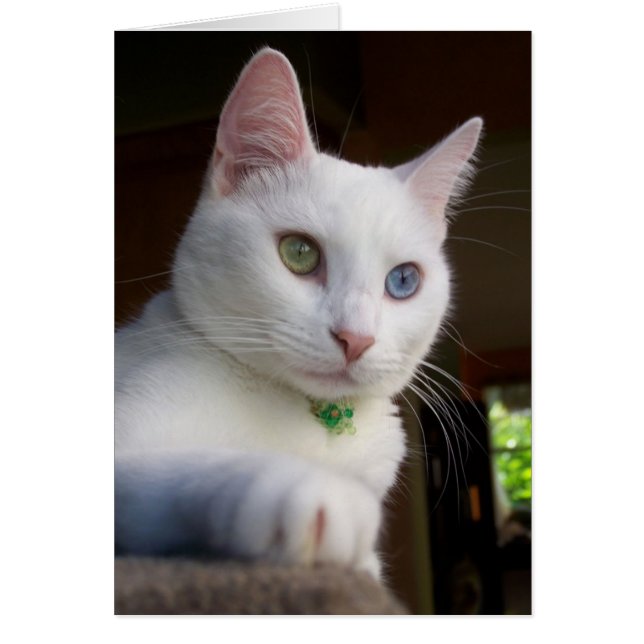 平静カード (正面)