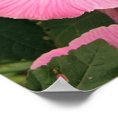 年地中海の間マロー花。ラバテラ ポスター (角)