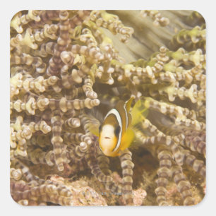 年少のクラークのAnemonefish (Amphiprion) スクエアシール