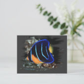 年少の女王のAngelfish ポストカード (スタンド正面)