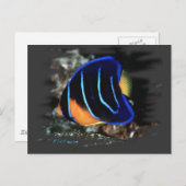 年少の女王のAngelfish ポストカード (正面/裏面)