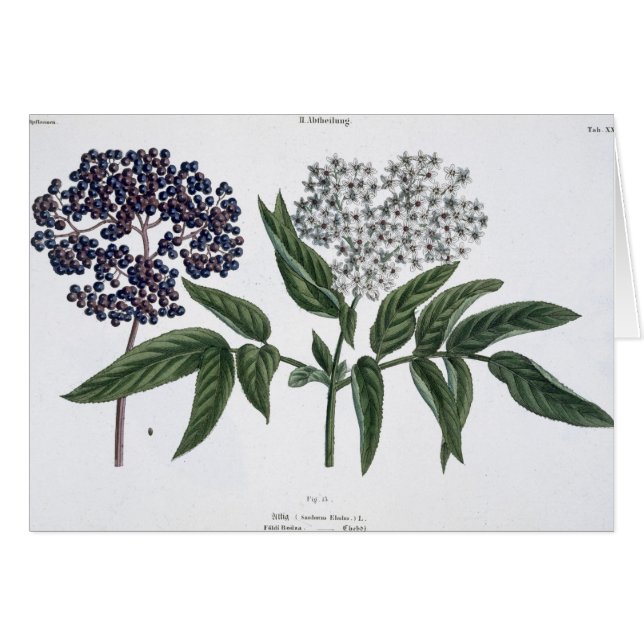 年長者、「若いLandsman」からの図13、publishe (正面横)