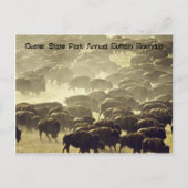 年間バッファローラウンドアップアットカスター州パーク ポストカード (正面)