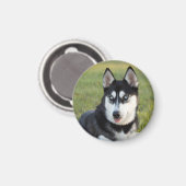 幸せそうなシベリアンハスキーの子犬 マグネット (正面/裏面)
