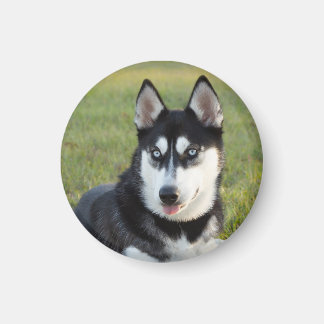 幸せそうなシベリアンハスキーの子犬 マグネット