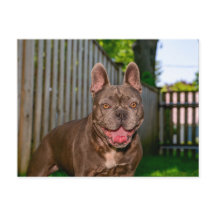 幸せそうなブラウン・ブルリー犬の裏庭のポートレート