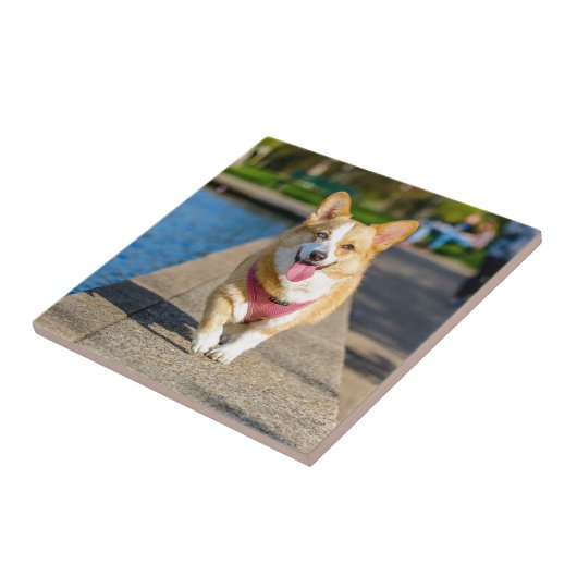 幸せでかわいい青およびブラウンはコーギーの喘を注目しました タイル (側面)