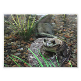 幸せなカエル フォトプリント