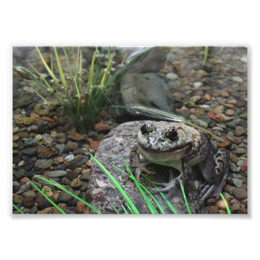 幸せなカエル フォトプリント            (正面)