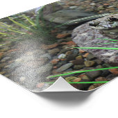 幸せなカエル フォトプリント            (角)