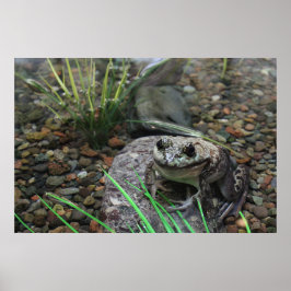 幸せなカエル ポスター