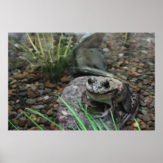 幸せなカエル ポスター (正面)