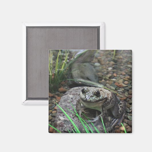 幸せなカエル マグネット (正面/裏面)