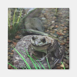 幸せなカエル マグネット